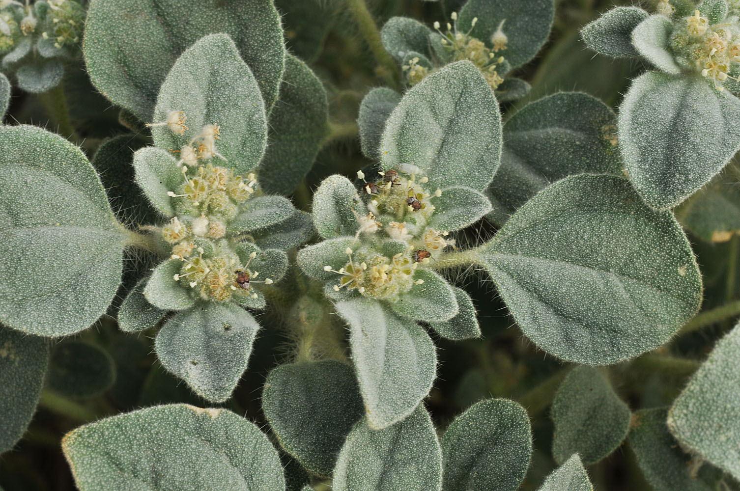 Flora of Eastern Washington Image: Croton setigerus