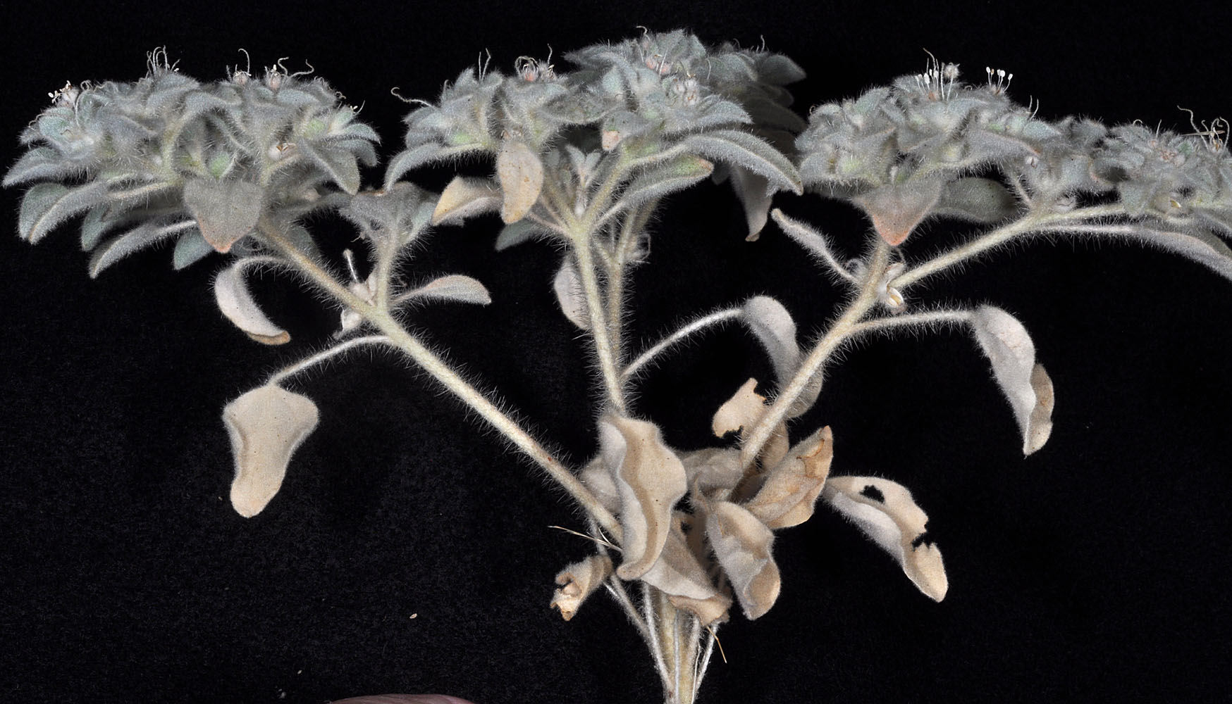 Flora of Eastern Washington Image: Eremocarpus setigerus