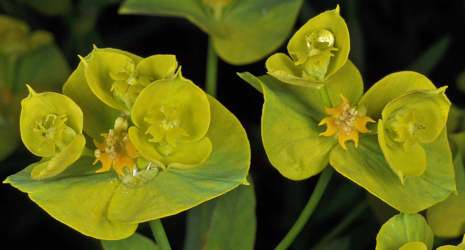 Flora of Eastern Washington Image: Euphorbia esula