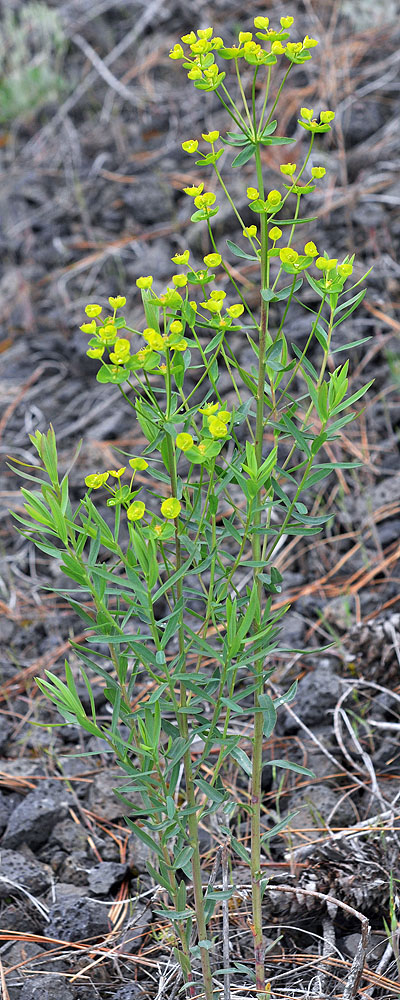 Flora of Eastern Washington Image: Euphorbia virgata