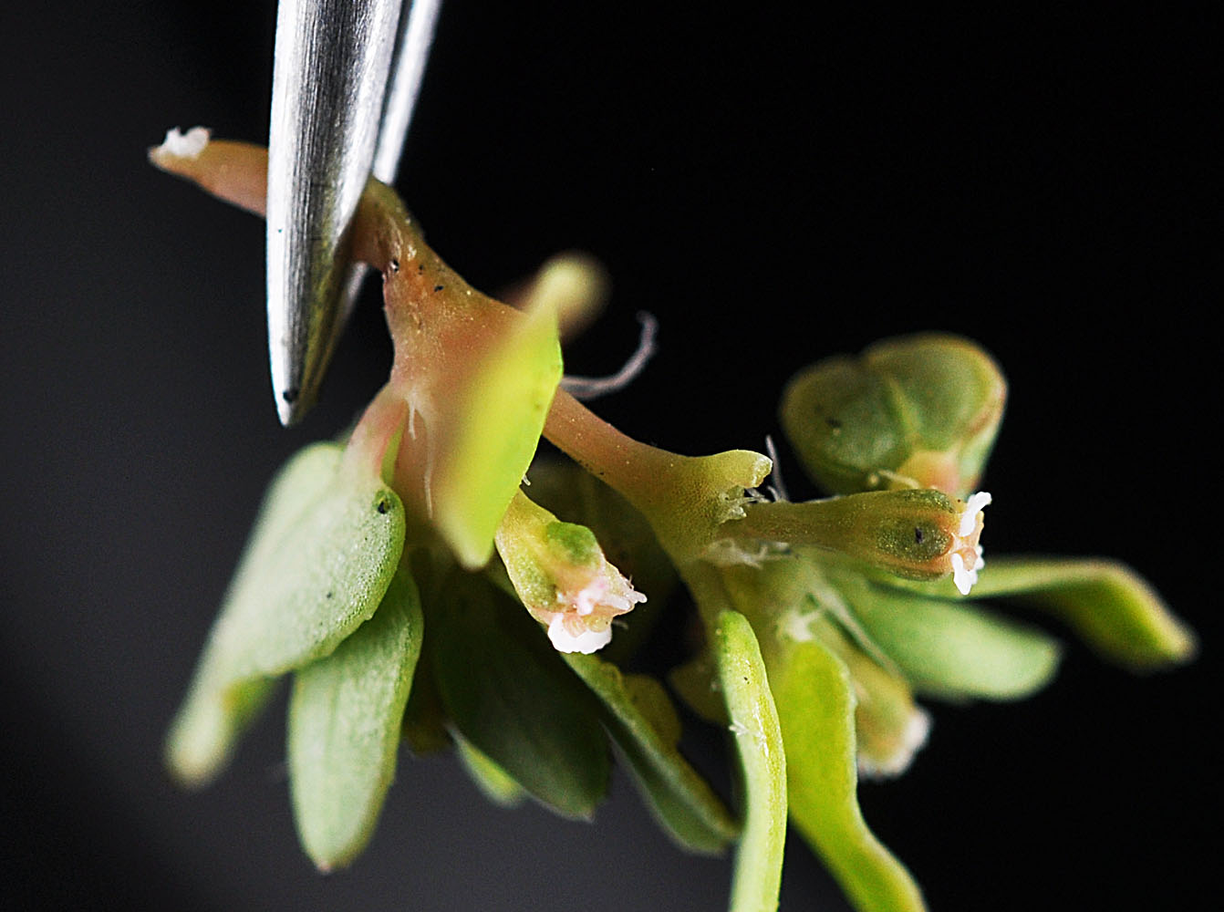 Flora of Eastern Washington Image: Euphorbia glyptosperma