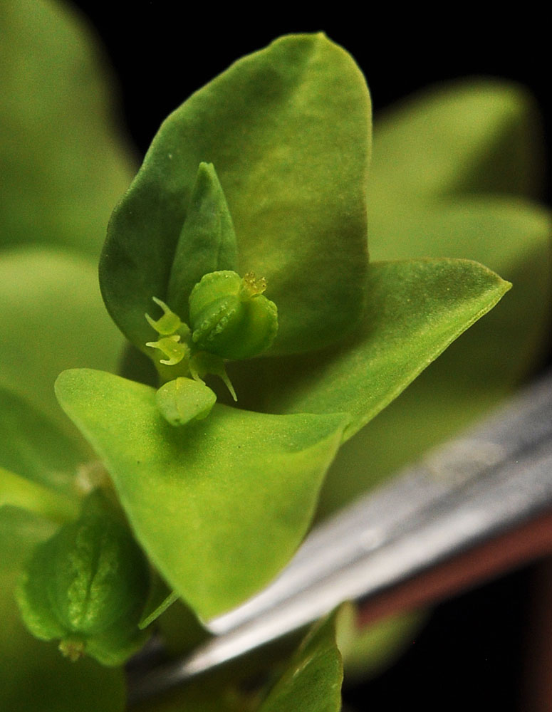 Flora of Eastern Washington Image: Euphorbia peplus