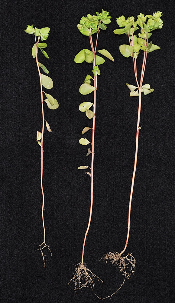Flora of Eastern Washington Image: Euphorbia peplus