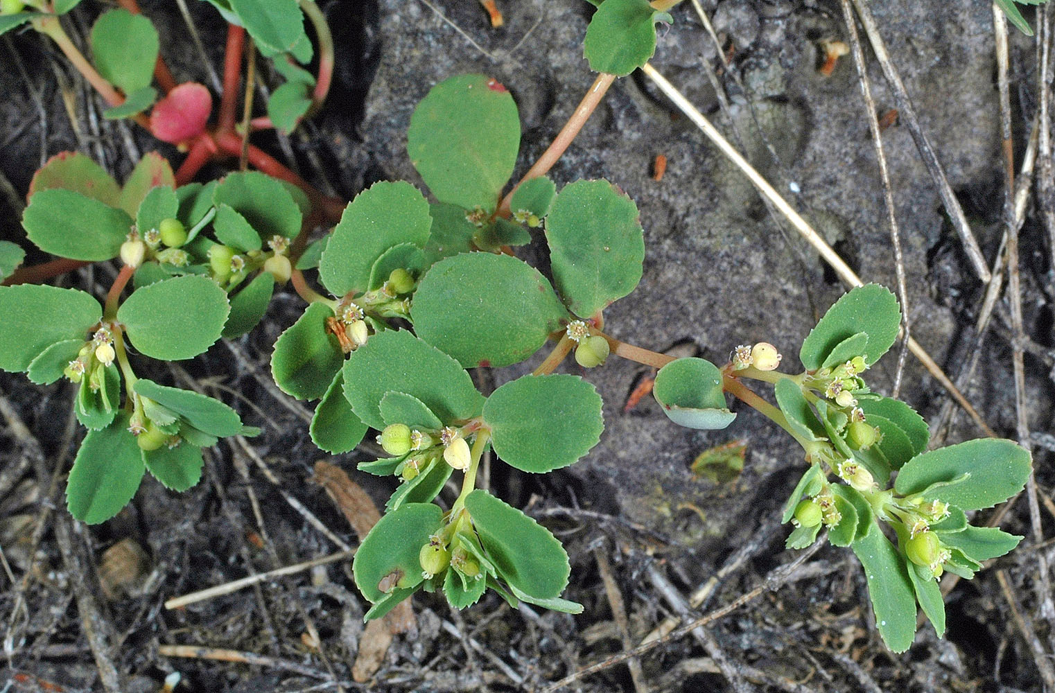 Flora of Eastern Washington Image: Euphorbia serpyllifolia