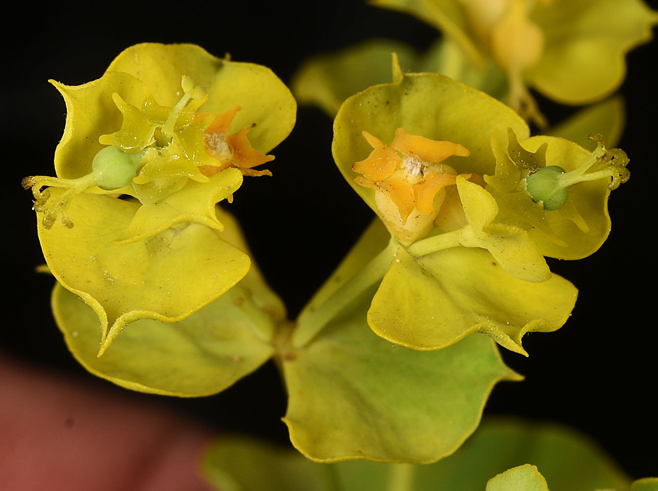 Flora of Eastern Washington Image: Euphorbia virgata