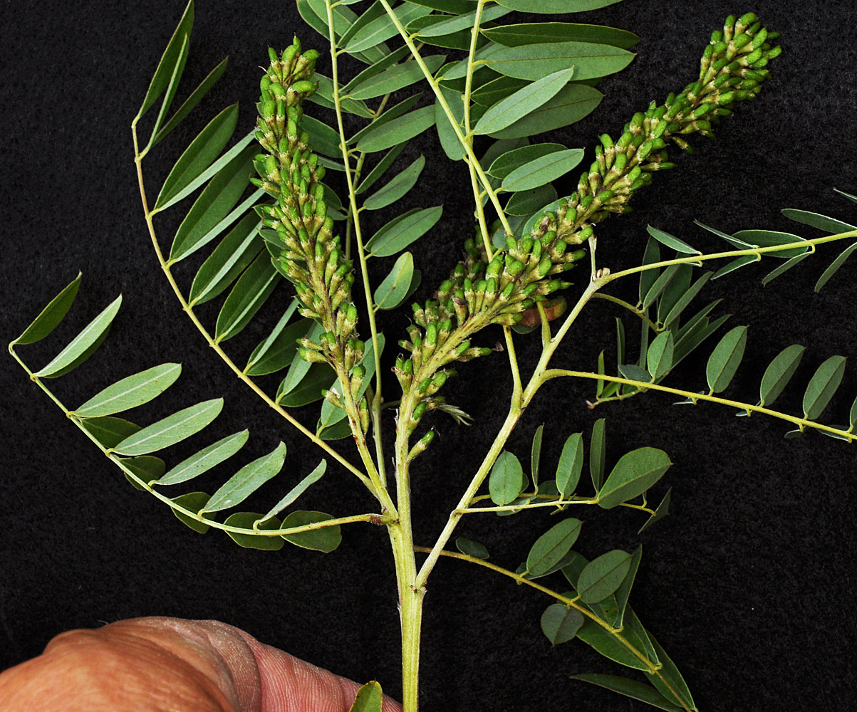 Flora of Eastern Washington Image: Amorpha fruticosa