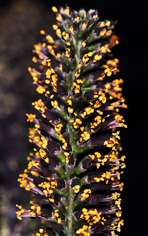 Flora of Eastern Washington Image: Amorpha fruticosa