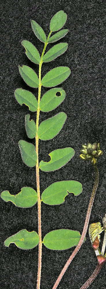 Flora of Eastern Washington Image: Astragalus alpinus