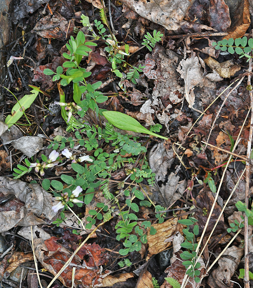 Flora of Eastern Washington Image: Astragalus alpinus