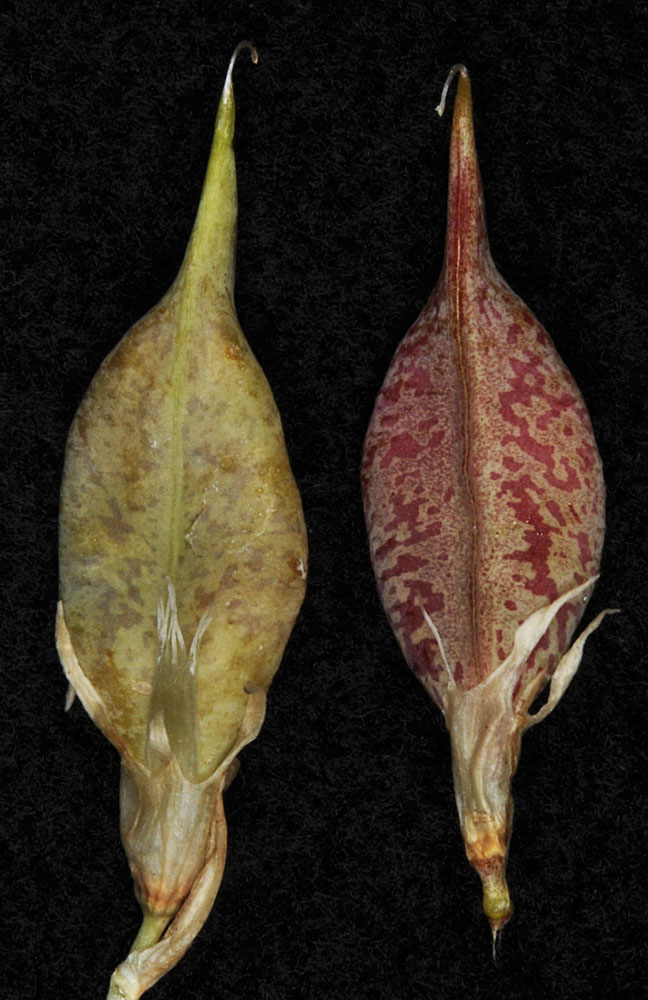Flora of Eastern Washington Image: Astragalus beckwithii