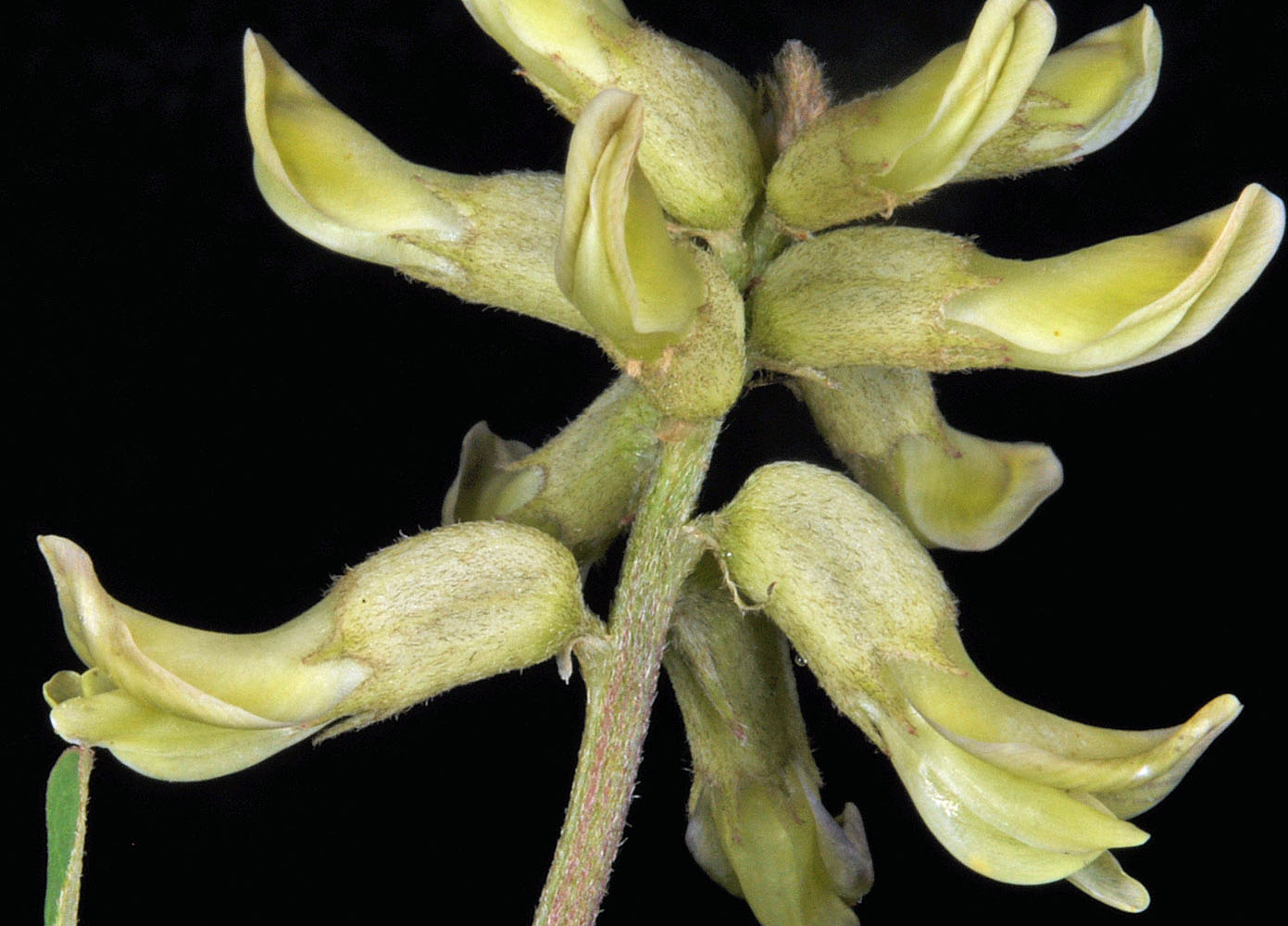 Flora of Eastern Washington Image: Astragalus canadensis