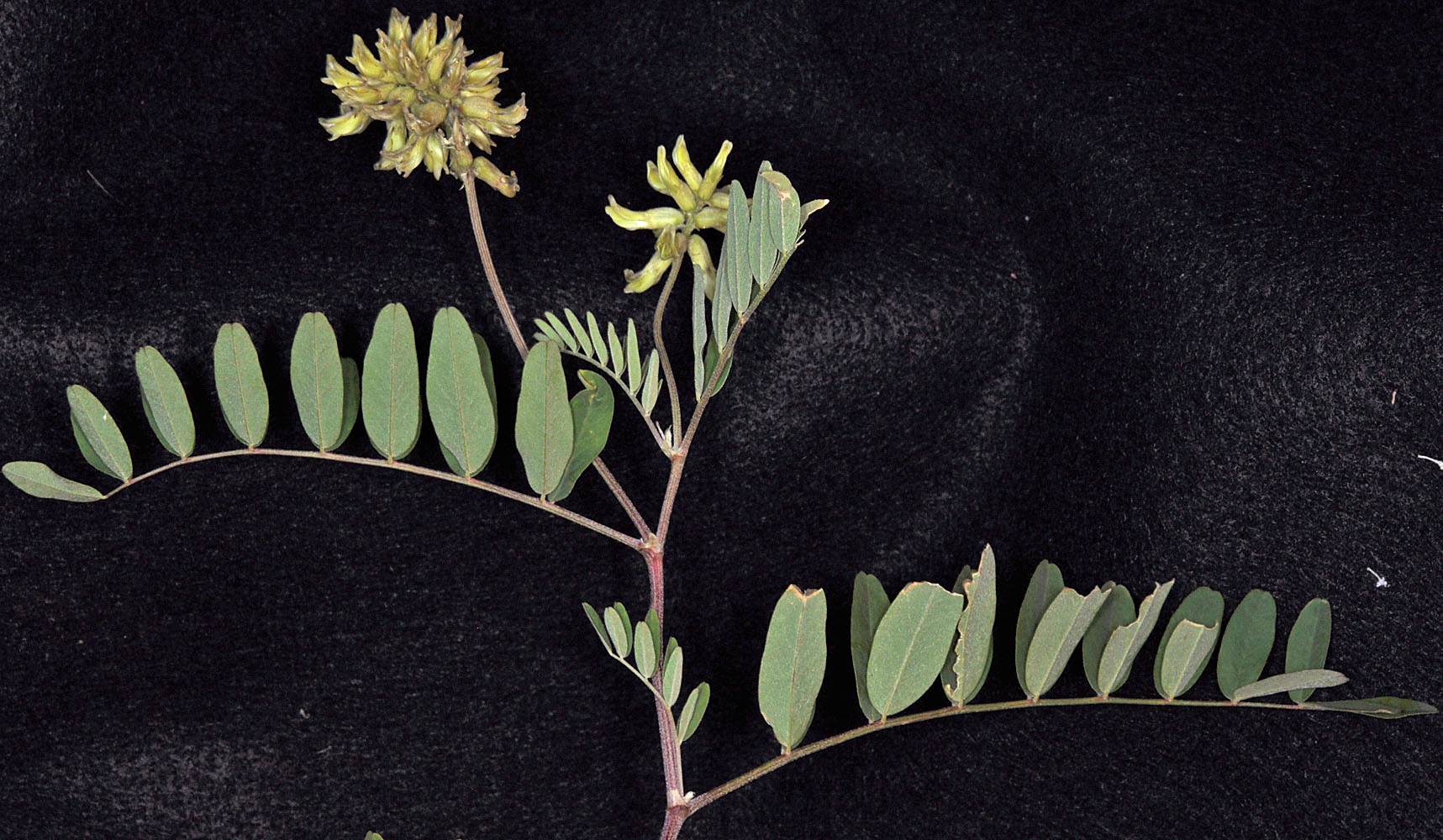 Flora of Eastern Washington Image: Astragalus canadensis