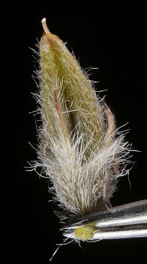 Flora of Eastern Washington Image: Astragalus caricinus