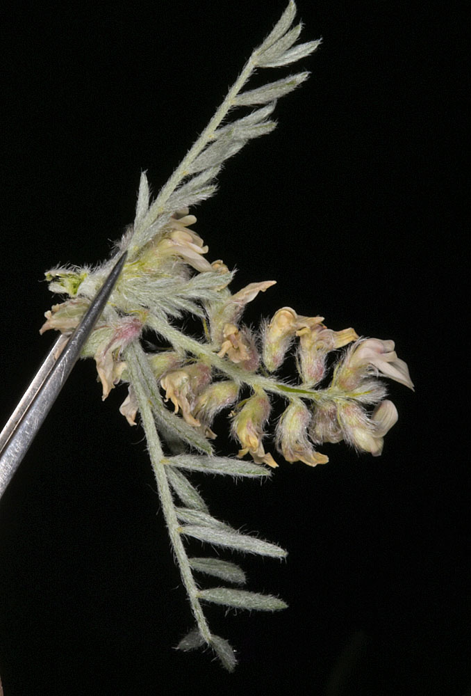 Flora of Eastern Washington Image: Astragalus caricinus