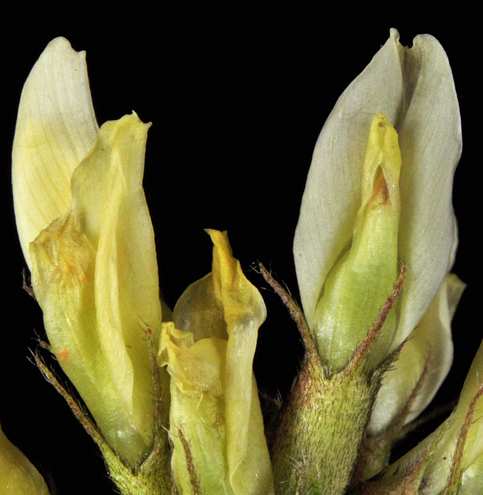 Flora of Eastern Washington Image: Astragalus cicer