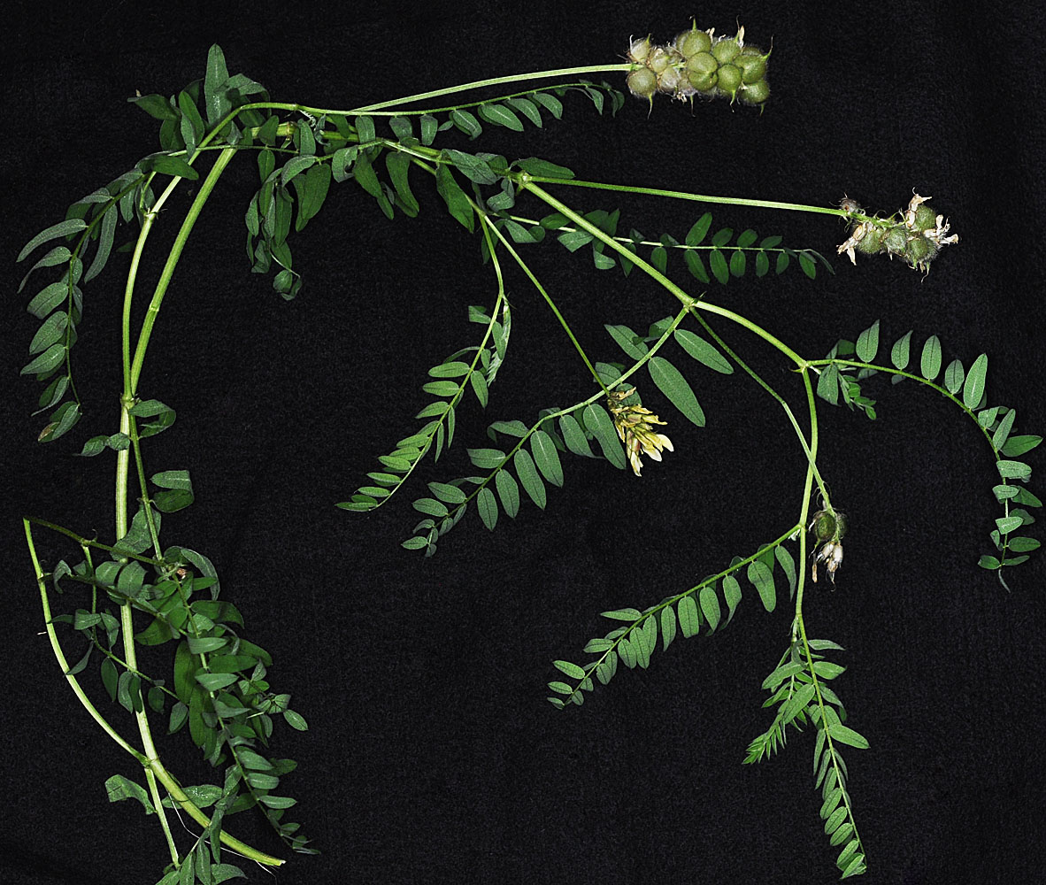 Flora of Eastern Washington Image: Astragalus cicer