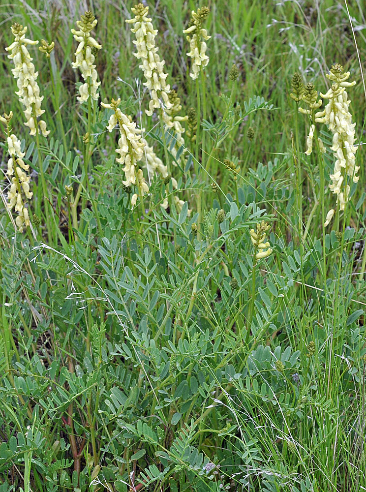 Flora of Eastern Washington Image: Astragalus collinus
