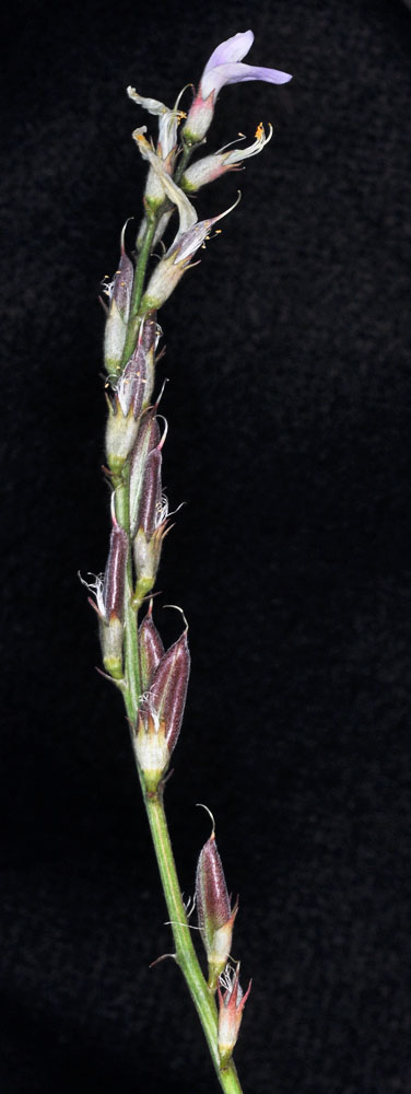 Flora of Eastern Washington Image: Astragalus conjunctus