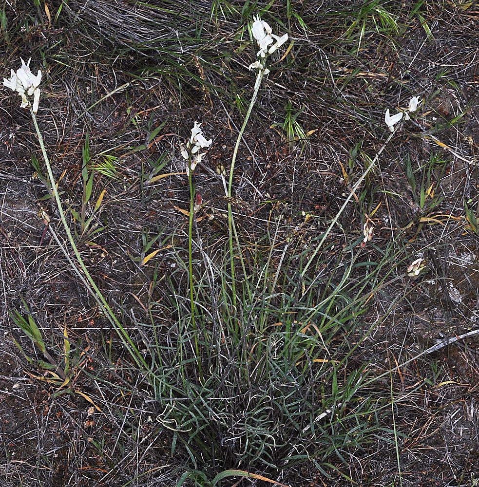Flora of Eastern Washington Image: Astragalus conjunctus