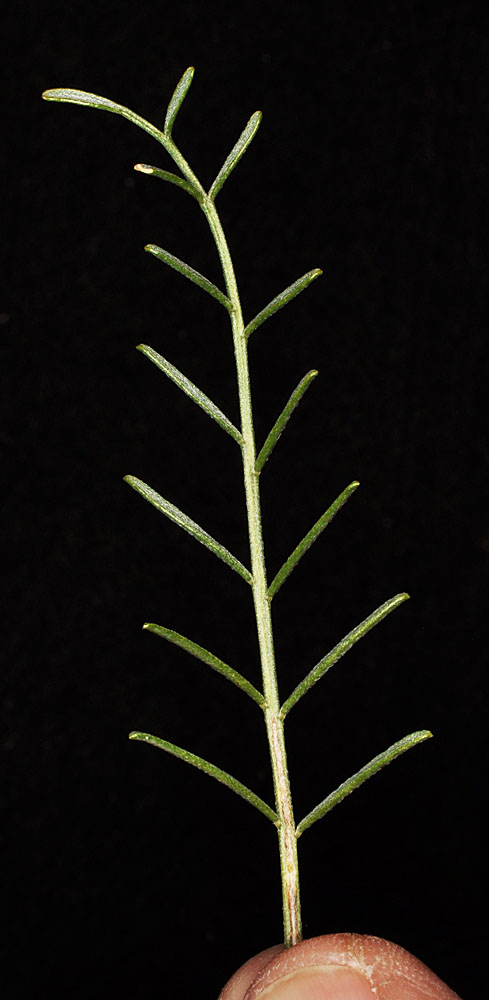 Flora of Eastern Washington Image: Astragalus cusickii