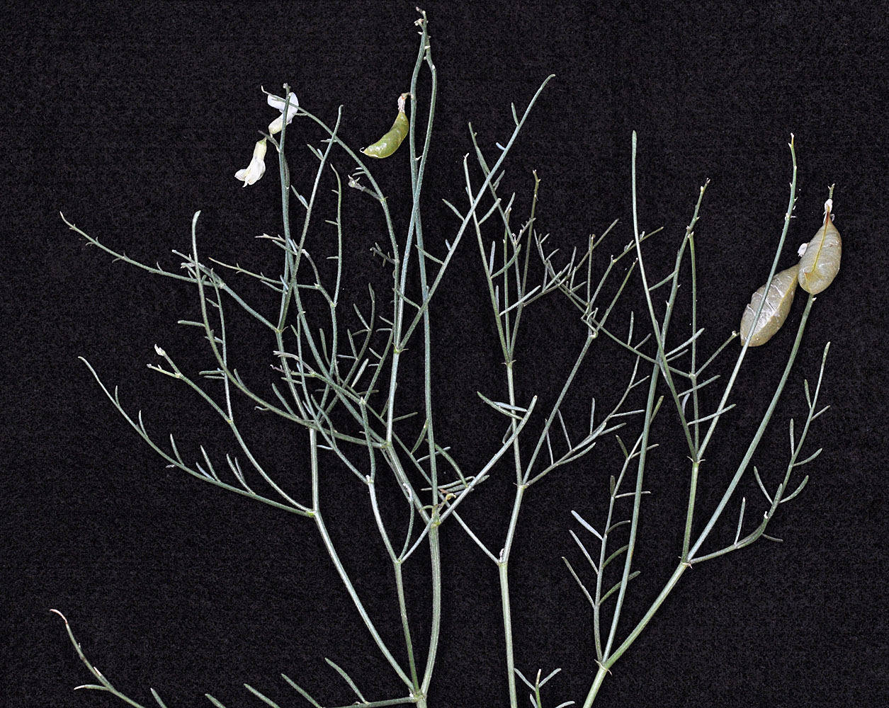 Flora of Eastern Washington Image: Astragalus cusickii