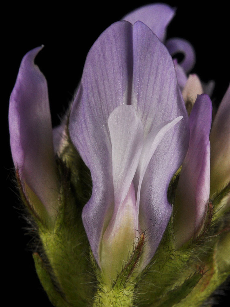 Flora of Eastern Washington Image: Astragalus agrestis