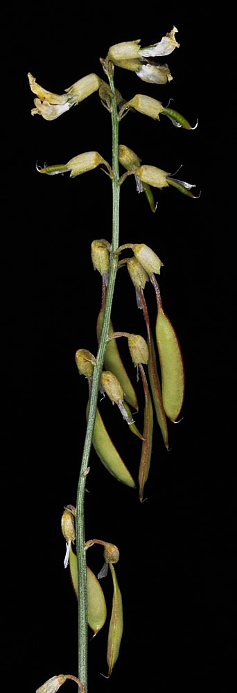 Flora of Eastern Washington Image: Astragalus filipes