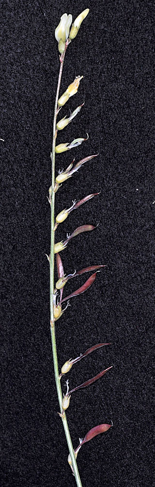 Flora of Eastern Washington Image: Astragalus filipes