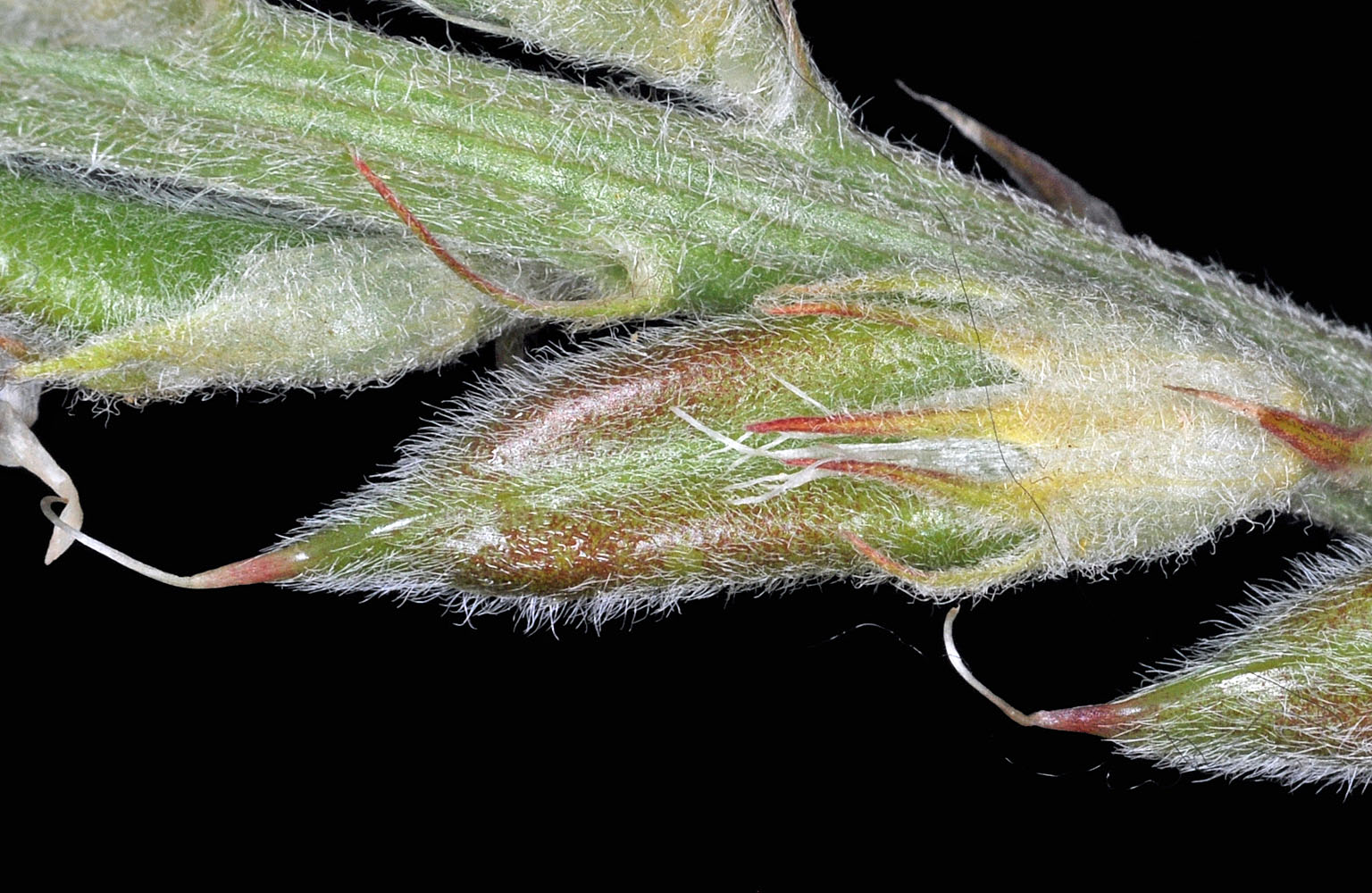 Flora of Eastern Washington Image: Astragalus hoodianus