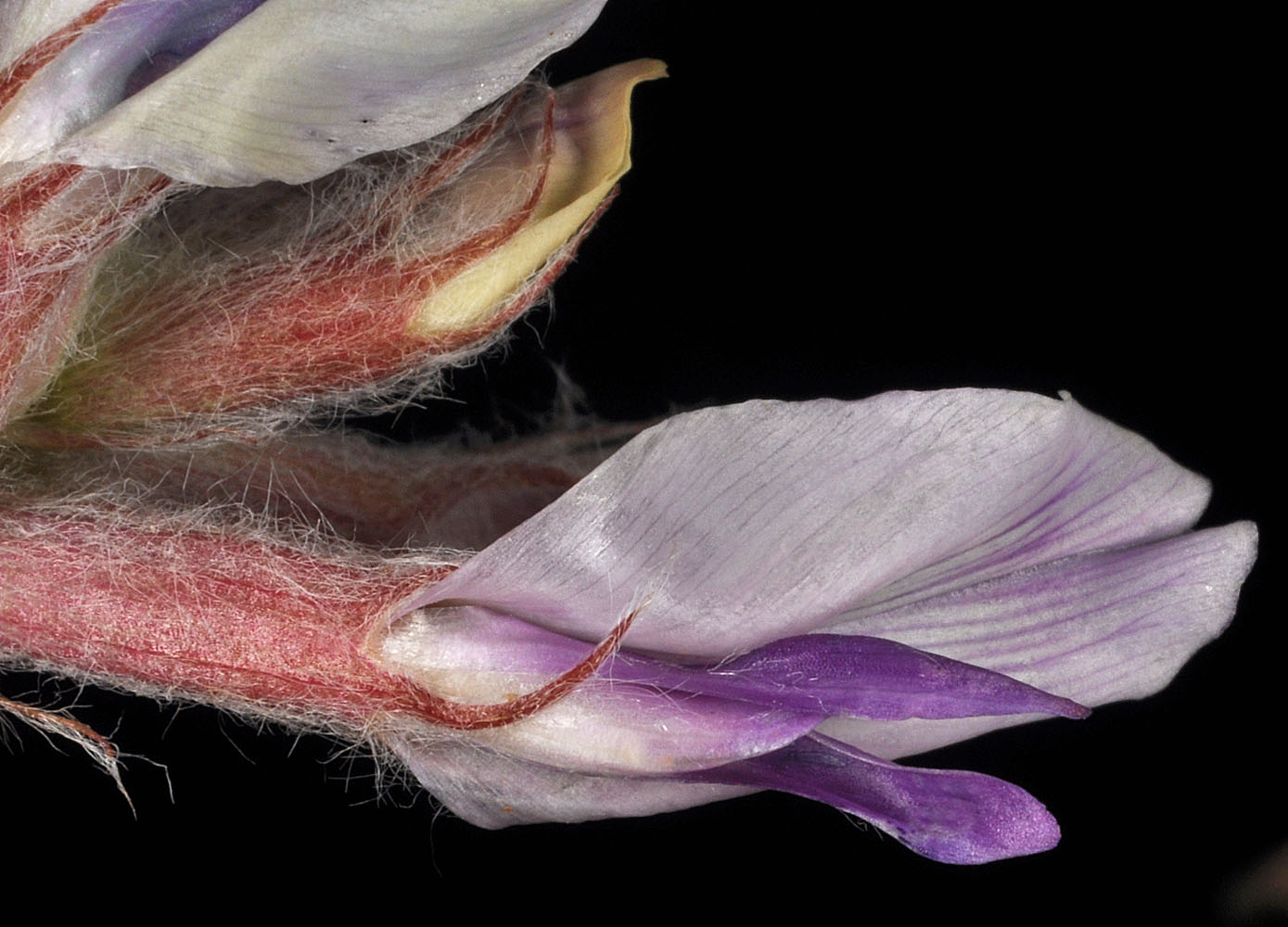 Flora of Eastern Washington Image: Astragalus inflexus