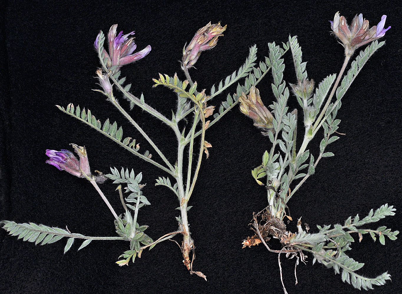 Flora of Eastern Washington Image: Astragalus inflexus