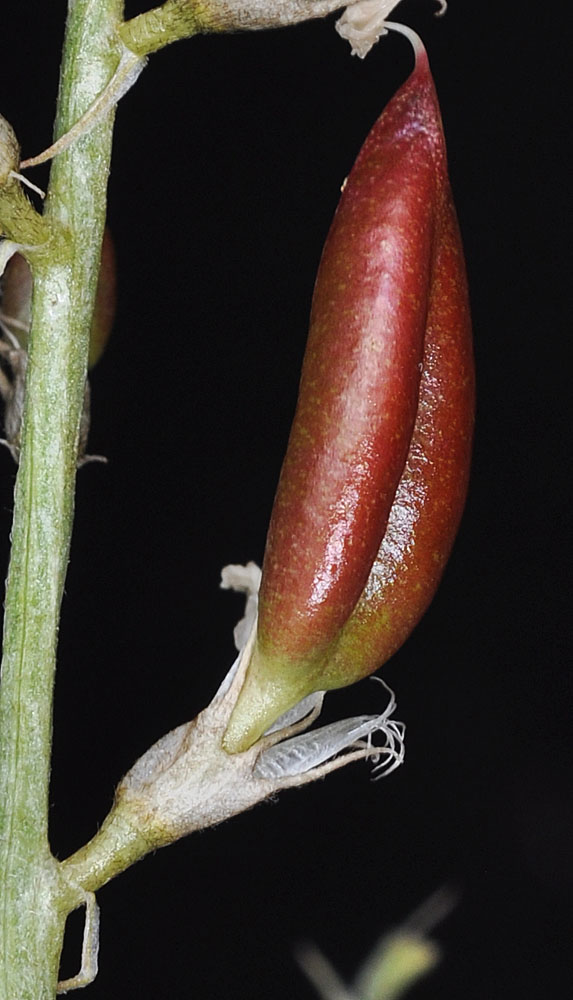 Flora of Eastern Washington Image: Astragalus leibergii
