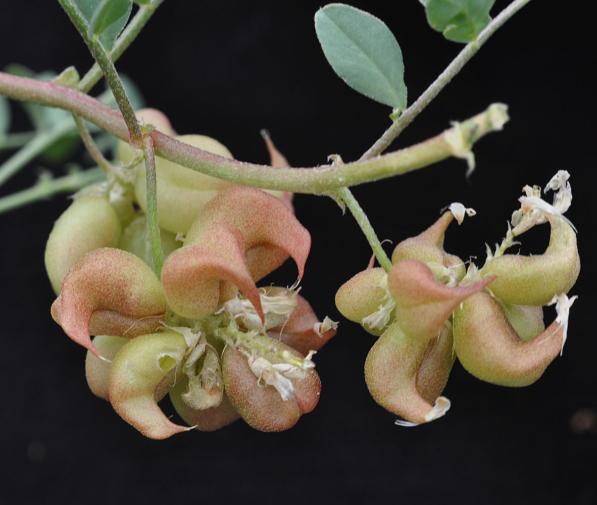 Flora of Eastern Washington Image: Astragalus lentiginosus