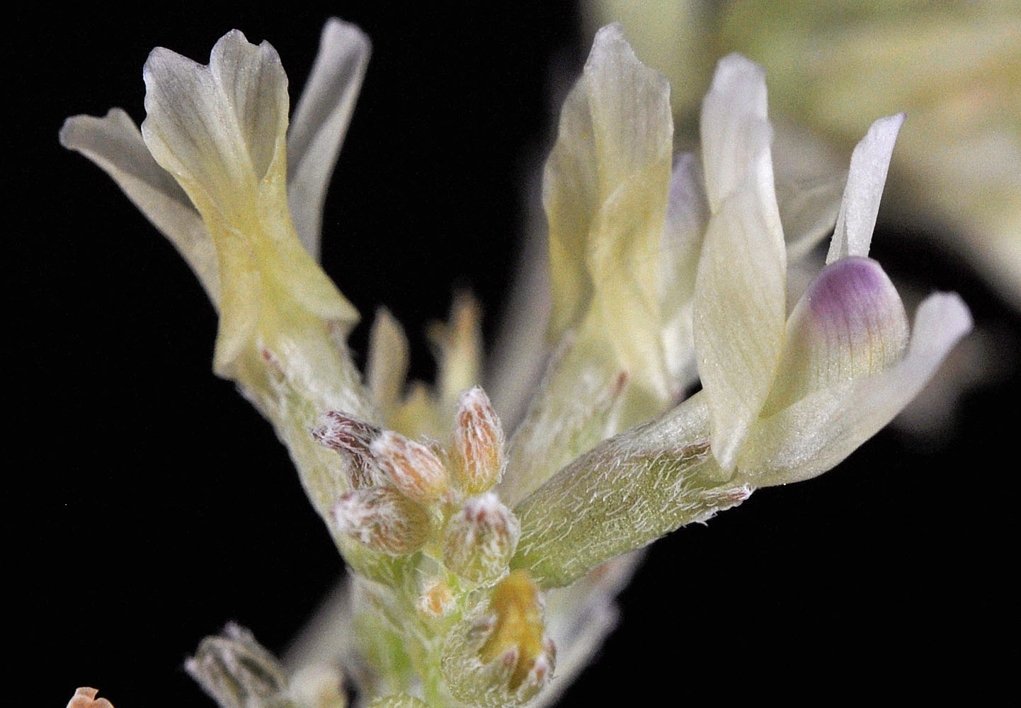 Flora of Eastern Washington Image: Astragalus lentiginosus