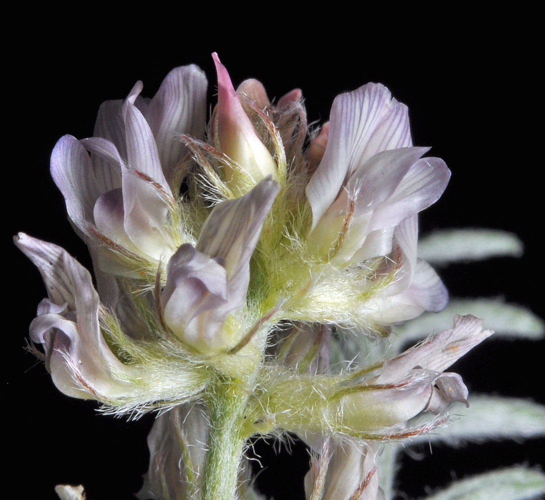 Flora of Eastern Washington Image: Astragalus lyallii