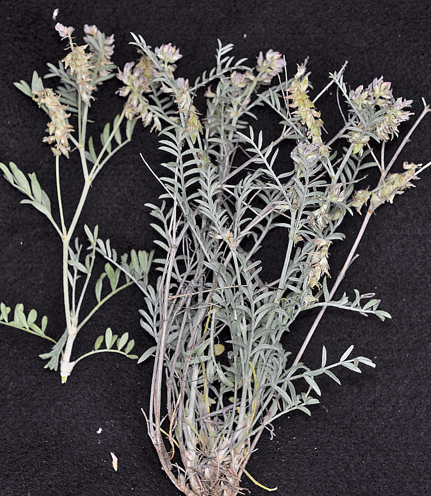 Flora of Eastern Washington Image: Astragalus lyallii