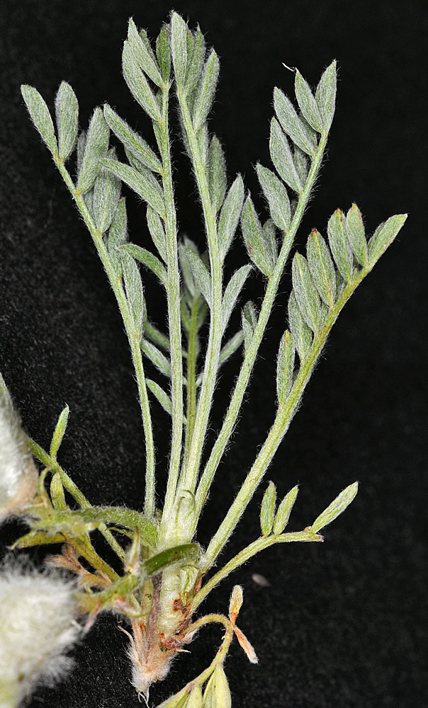 Flora of Eastern Washington Image: Astragalus purshii