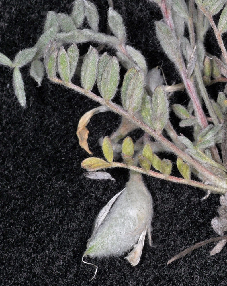 Flora of Eastern Washington Image: Astragalus purshii