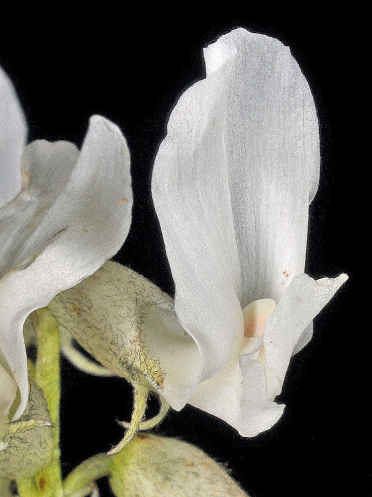 Flora of Eastern Washington Image: Astragalus reventiformis