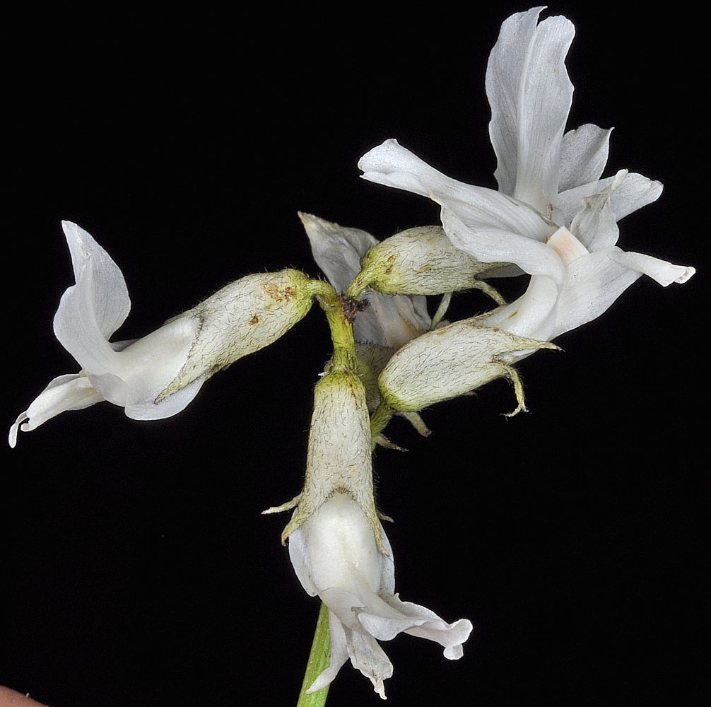 Flora of Eastern Washington Image: Astragalus reventiformis