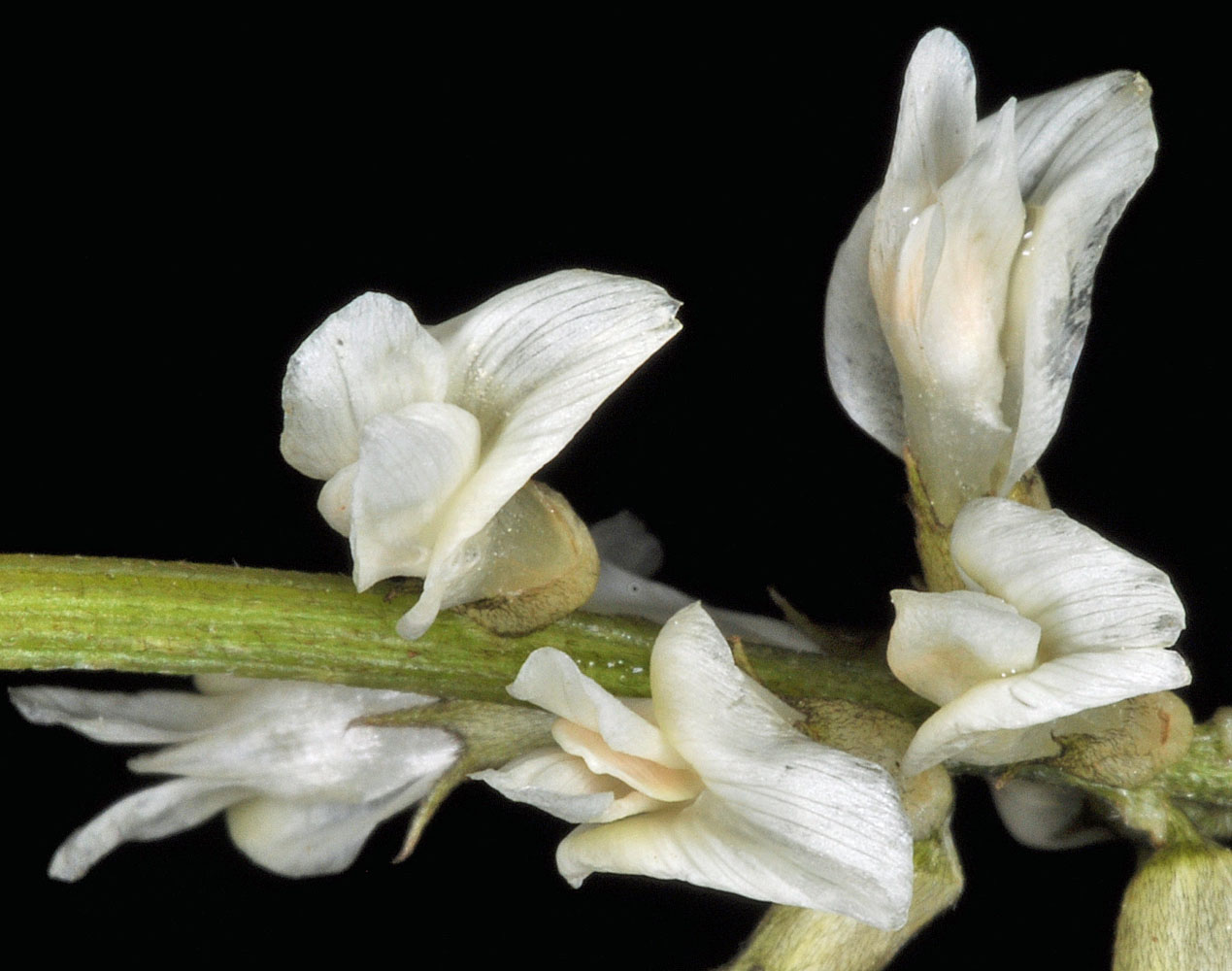 Flora of Eastern Washington Image: Astragalus reventus