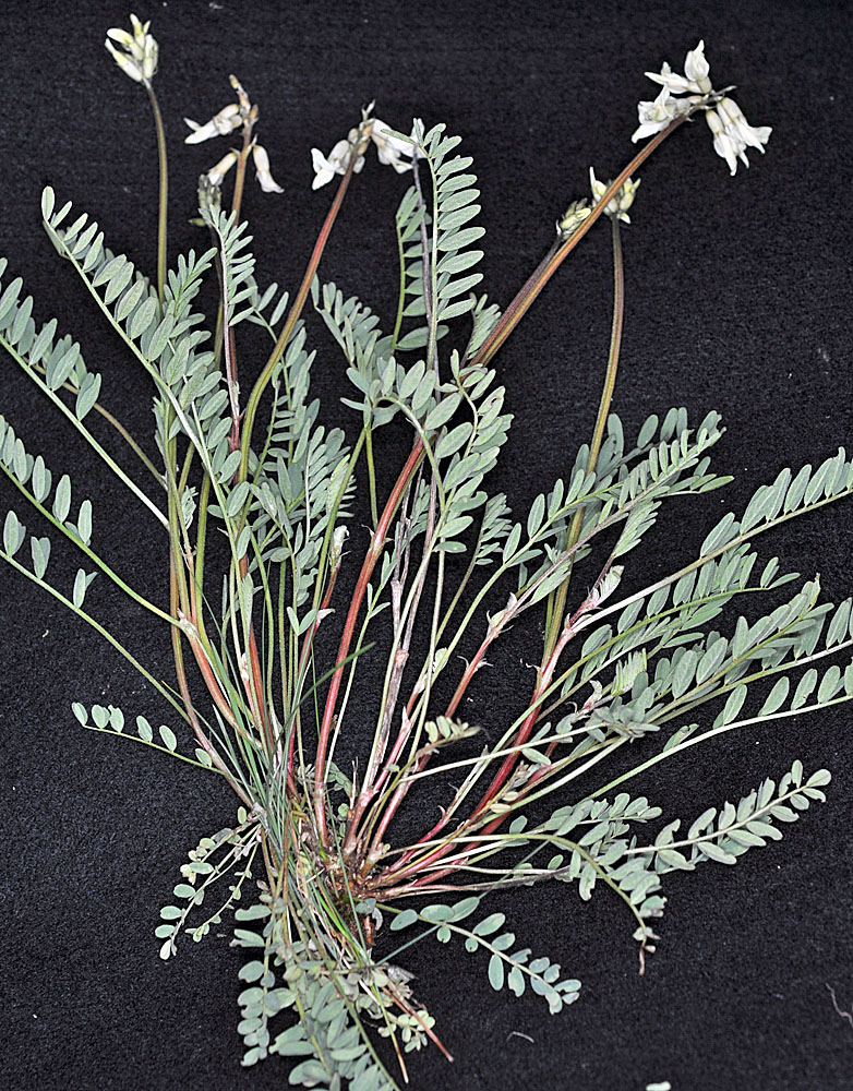 Flora of Eastern Washington Image: Astragalus reventus