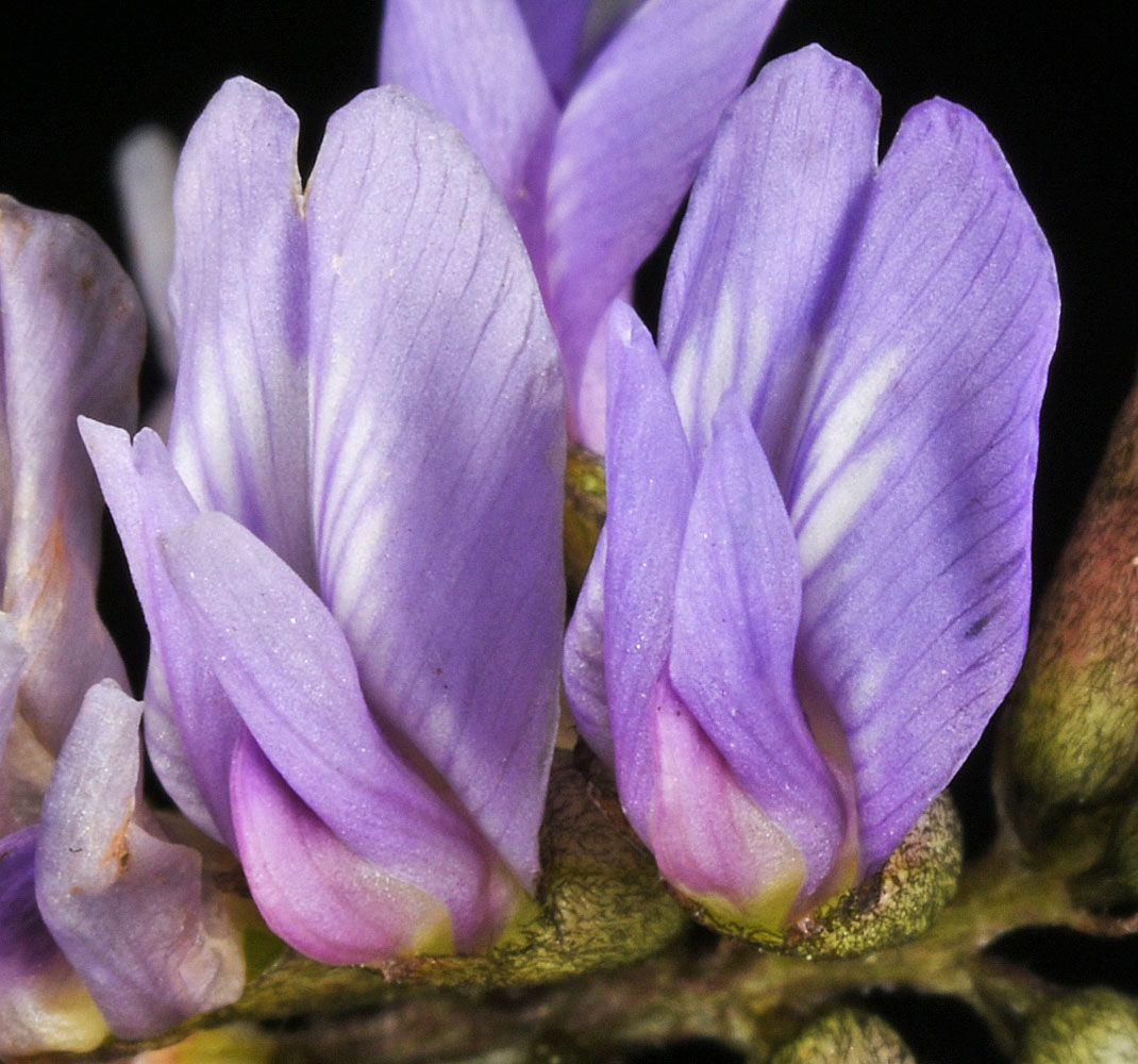 Flora of Eastern Washington Image: Astragalus robbinsii