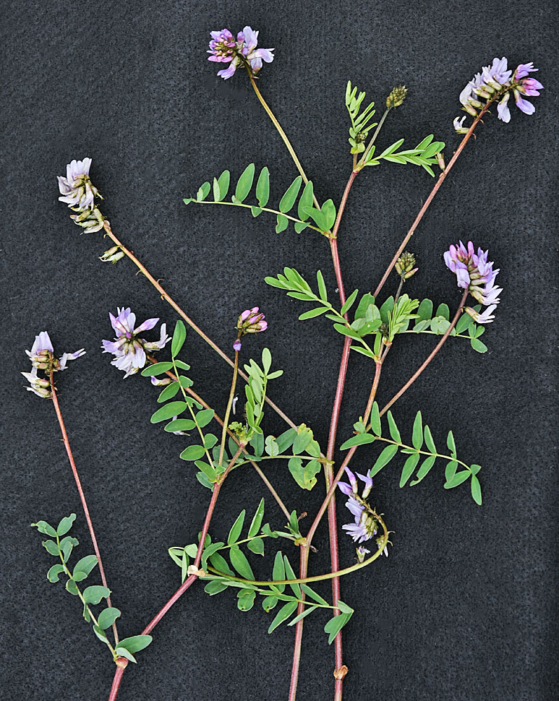 Flora of Eastern Washington Image: Astragalus robbinsii