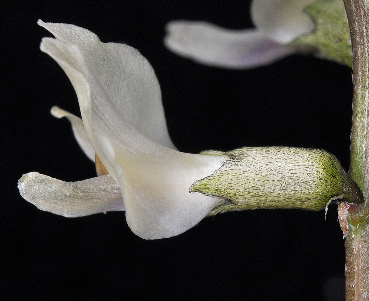 Flora of Eastern Washington Image: Astragalus sclerocarpus