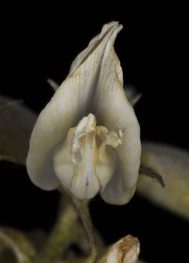 Flora of Eastern Washington Image: Astragalus sheldonii