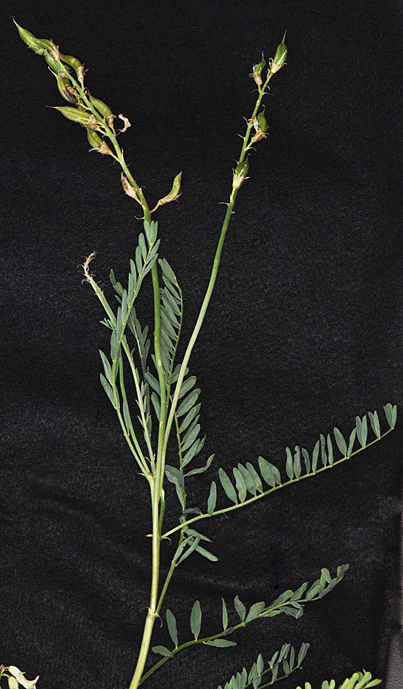 Flora of Eastern Washington Image: Astragalus sheldonii