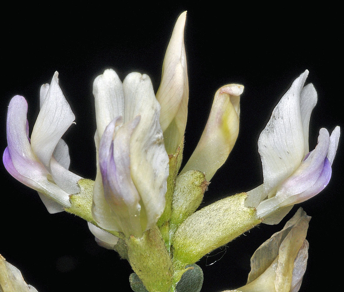 Flora of Eastern Washington Image: Astragalus speirocarpus