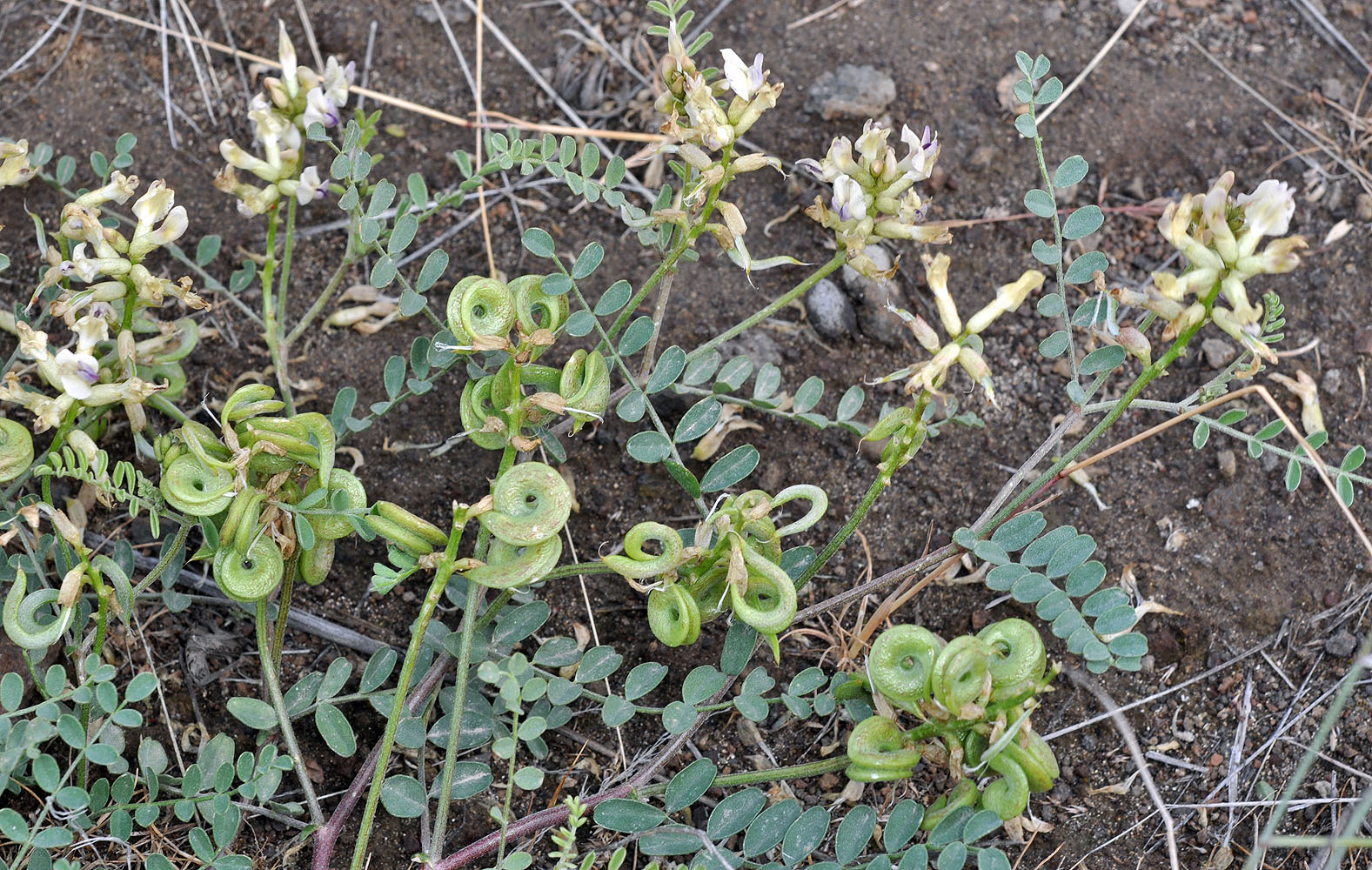 Flora of Eastern Washington Image: Astragalus speirocarpus
