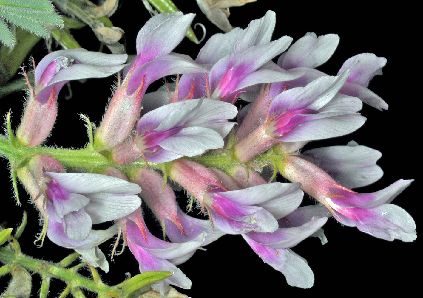 Flora of Eastern Washington Image: Astragalus succumbens